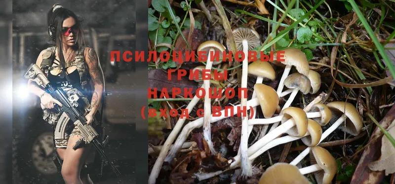 Галлюциногенные грибы Psilocybe  Унеча 